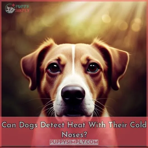 Can Dogs Detect Heat With Their Cold Noses?