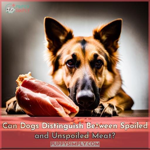 Can Dogs Distinguish Between Spoiled and Unspoiled Meat?