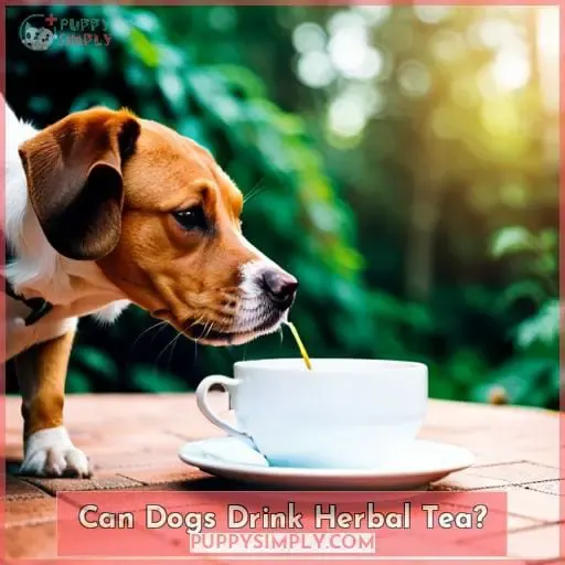 Can Dogs Drink Herbal Tea?