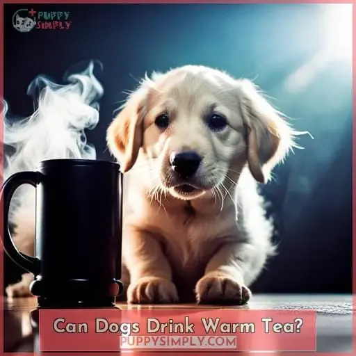 Can Dogs Drink Warm Tea