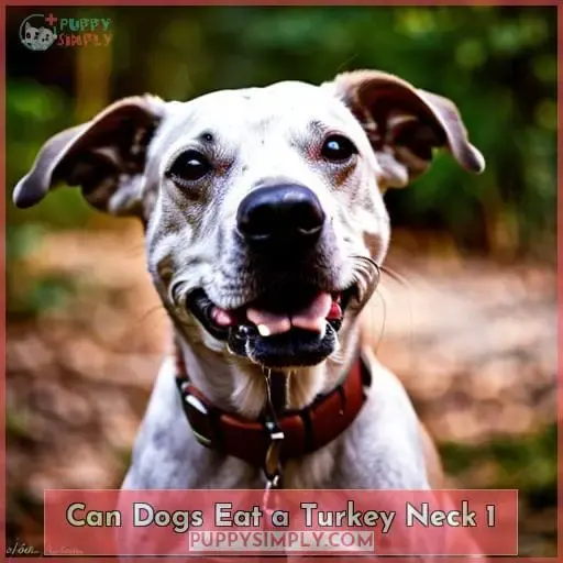 can dogs eat a turkey neck 1