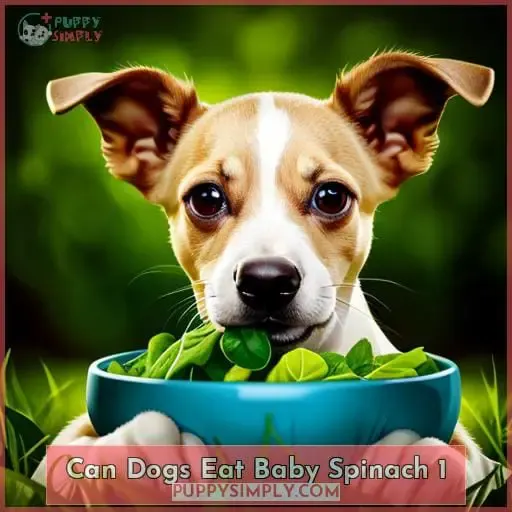 can dogs eat baby spinach 1