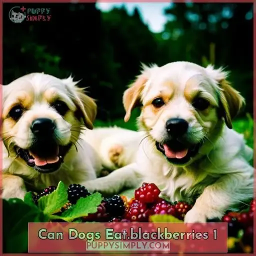 can dogs eat.blackberries 1