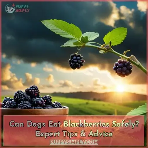 can dogs eat.blackberries