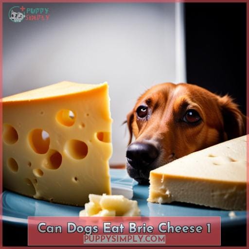 can dogs eat brie cheese 1