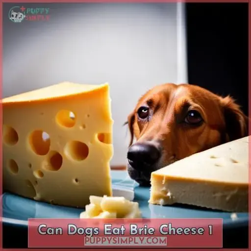 can dogs eat brie cheese 1