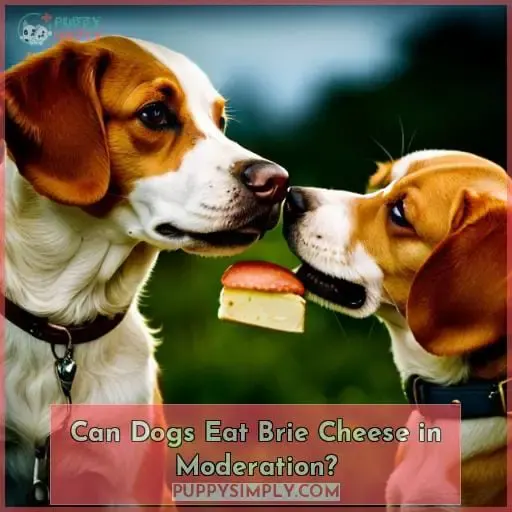Can Dogs Eat Brie Cheese in Moderation?