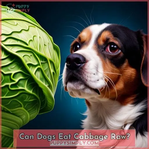 Can Dogs Eat Cabbage Raw?