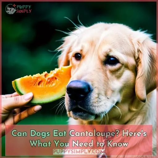 can dogs eat cantaloupe rind