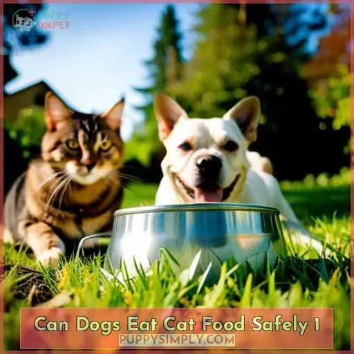 can dogs eat cat food safely 1