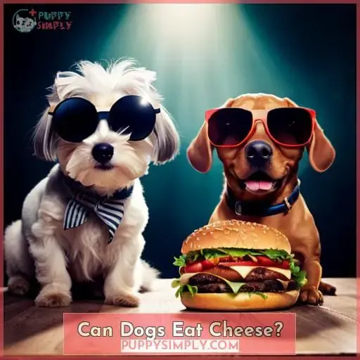 Can Dogs Eat Cheese?