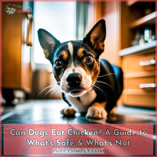 can-dogs-eat-chicken-a-guide-to-what-s-safe-what-s-not