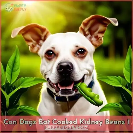 can dogs eat cooked kidney beans 1