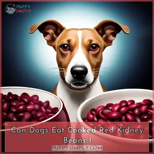 can dogs eat cooked red kidney beans 1