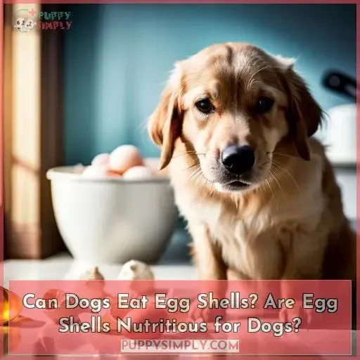 Can Dogs Eat Egg Shells? Are Egg Shells Nutritious for Dogs