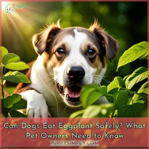 can dogs eat eggplant