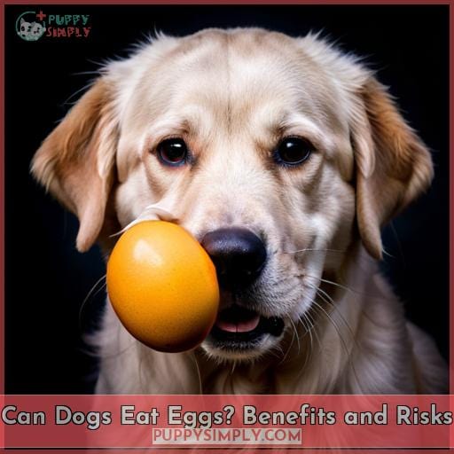 Can Dogs Eat Eggs? Benefits and Risks