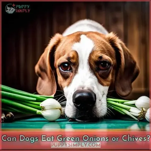 Can Dogs Eat Green Onions or Chives