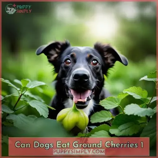 can dogs eat ground cherries 1