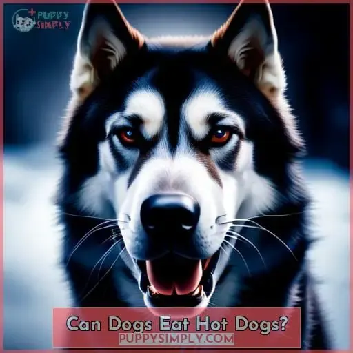 Can Dogs Eat Hot Dogs?