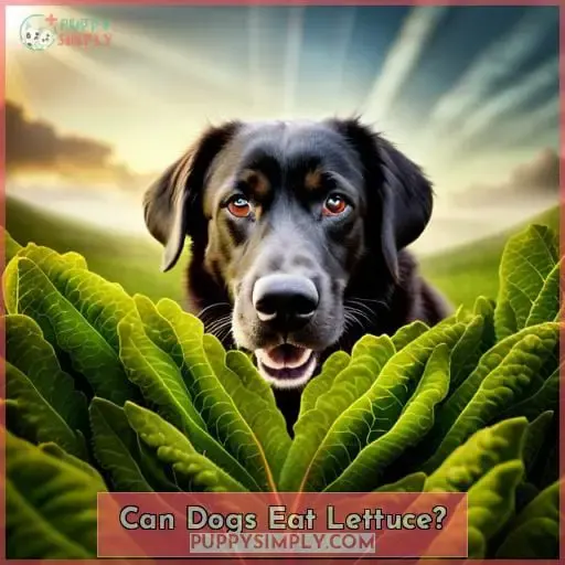 Can Dogs Eat Lettuce?