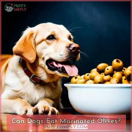 Can Dogs Eat Marinated Olives