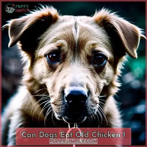 can dogs eat old chicken 1