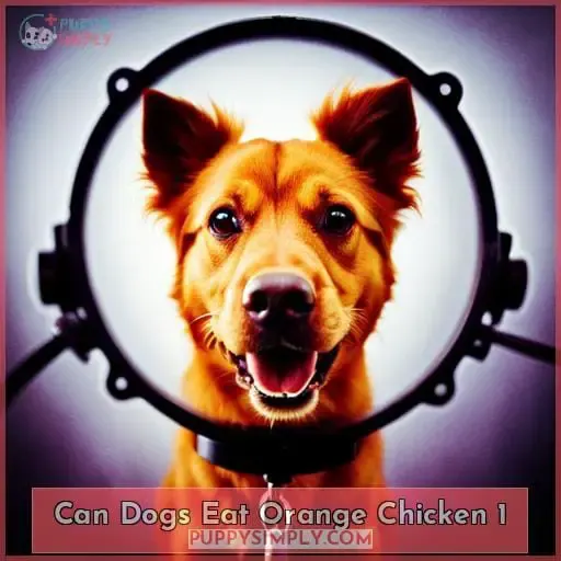 can dogs eat orange chicken 1