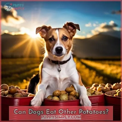 Can Dogs Eat Other Potatoes?
