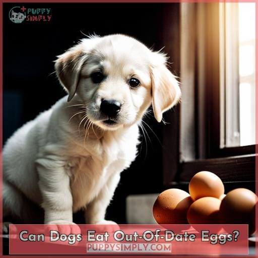 Can Dogs Eat Out-Of-Date Eggs?