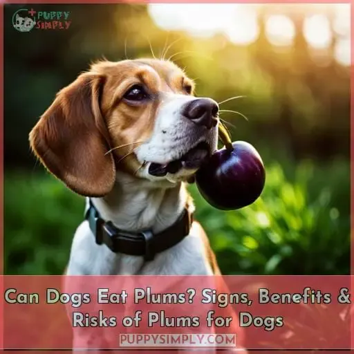 Can Dogs Eat Plum Skin