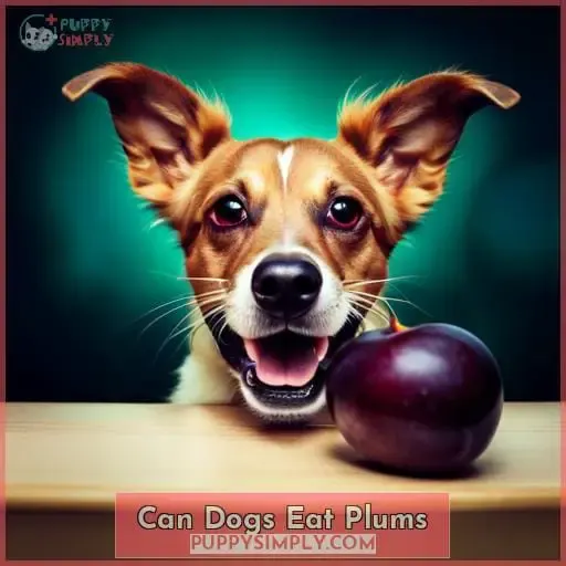can dogs eat plums 1