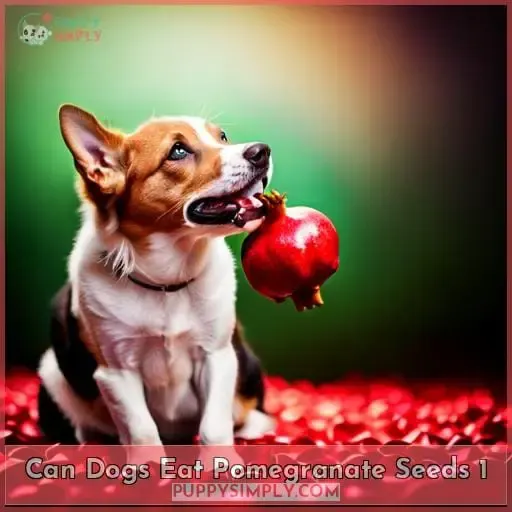 can dogs eat pomegranate seeds 1