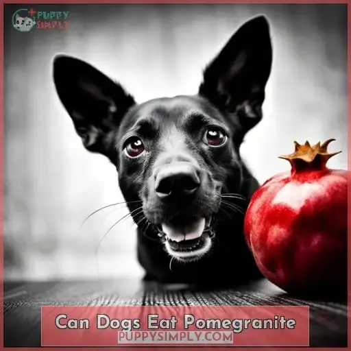 can dogs eat pomegranite 1