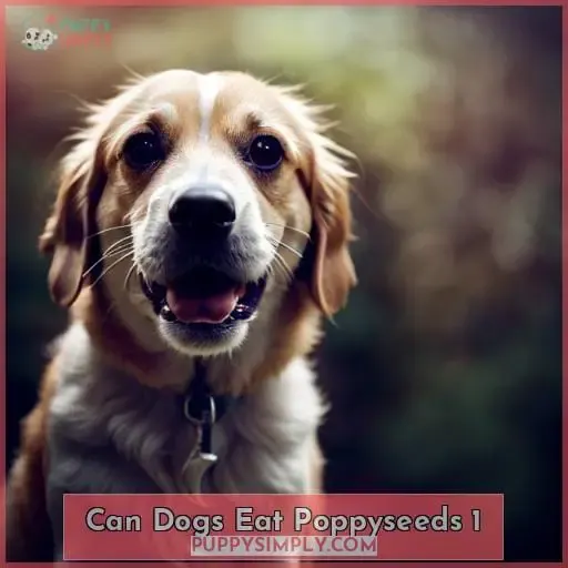 can dogs eat poppyseeds 1