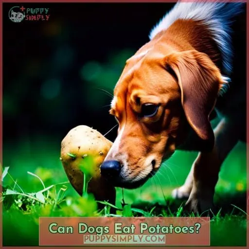 Can Dogs Eat Potatoes?