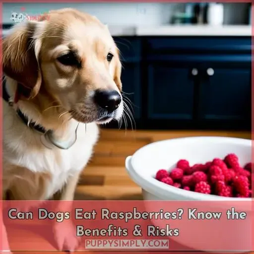 can dogs eat raspberrys