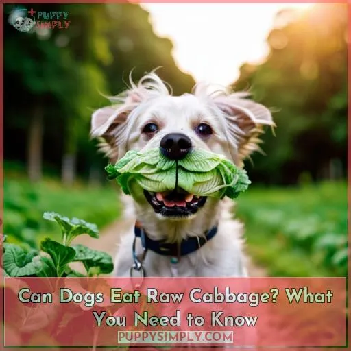 can dogs eat raw cabbage