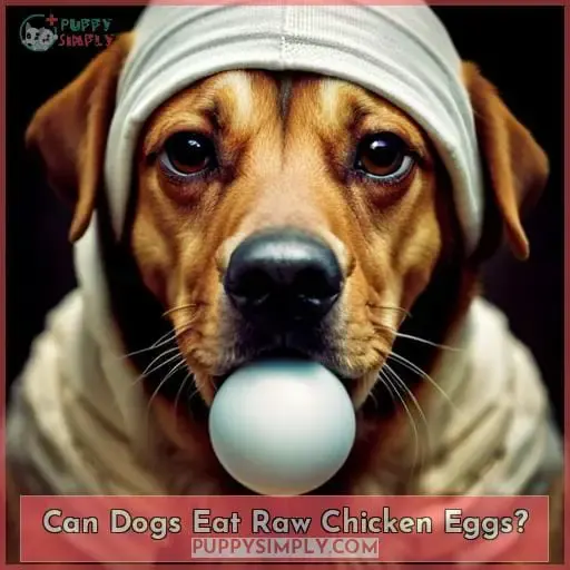 Can Dogs Eat Raw Chicken Eggs?
