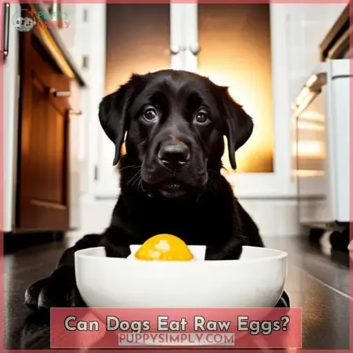 Can Dogs Eat Raw Eggs