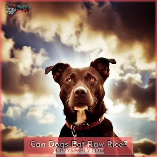 Can Dogs Eat Raw Rice?