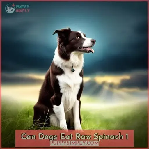 can dogs eat raw spinach 1