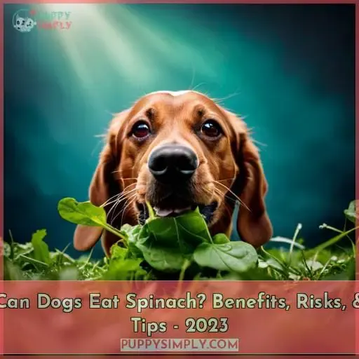 can dogs eat raw spinach
