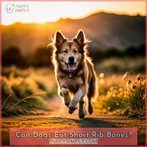 Can Dogs Eat Short Rib Bones?