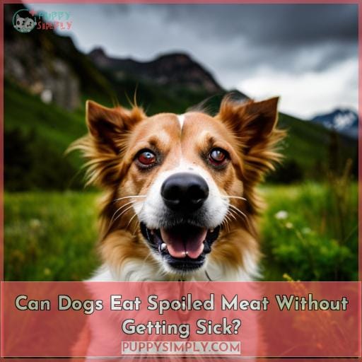 Can Dogs Eat Spoiled Meat Without Getting Sick?