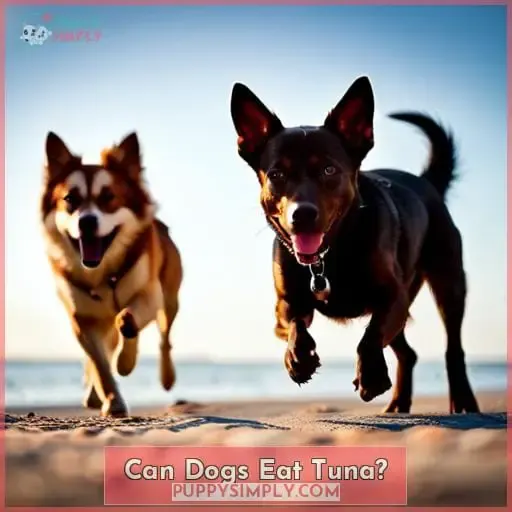 Can Dogs Eat Tuna?