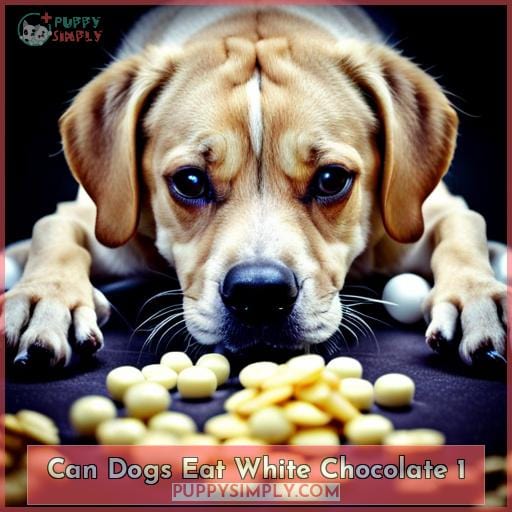 can dogs eat white chocolate 1