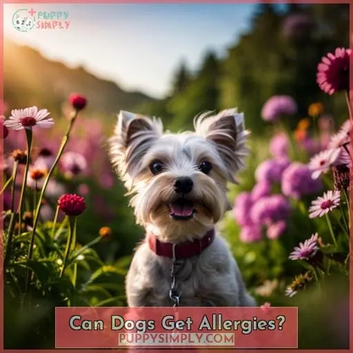 Can Dogs Get Allergies?