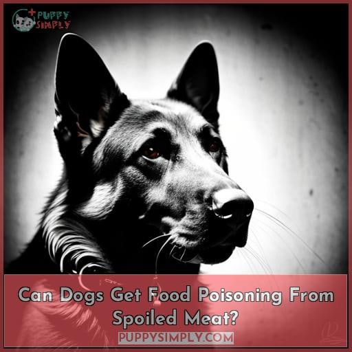 Can Dogs Get Food Poisoning From Spoiled Meat?