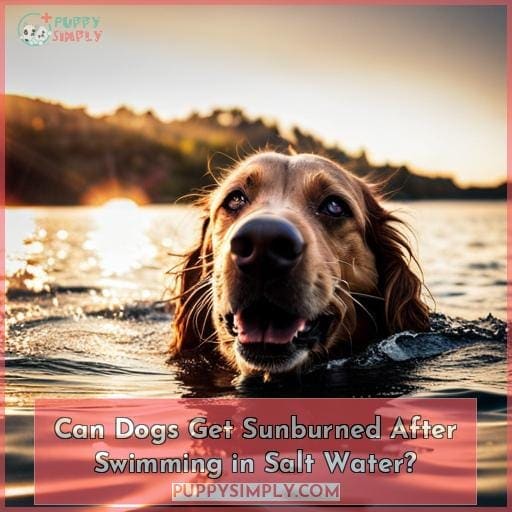 Can Dogs Get Sunburned After Swimming in Salt Water?